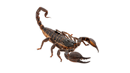 Scorpion showing its claws isolated on transparent background cut out
