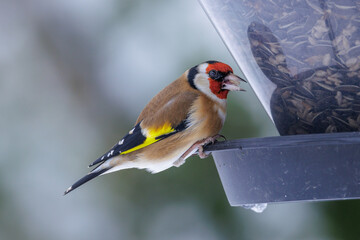 Stieglitz (Carduelis carduelis)