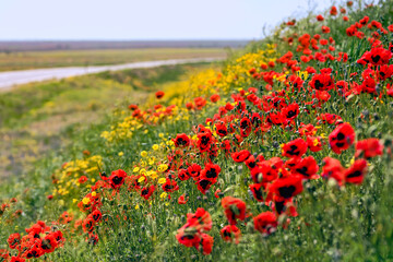 Bright poppies along the road in the rays of sun, Astrakhan region of Russia