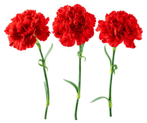 Red Carnation, isolated, full depth of field