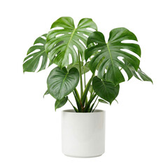 Monstera deliciosa plant in white cylindrical pot