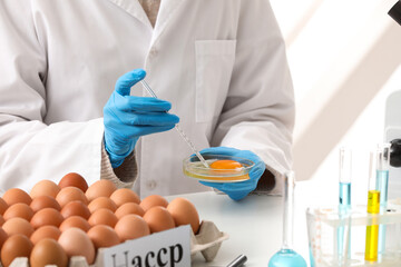 Scientist testing eggs in laboratory. HACCP concept