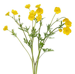 Fleurs de boutons d'or 