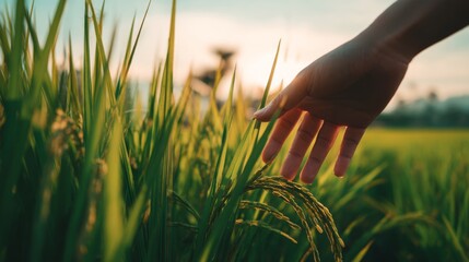 Hand Gently Touching Green Rice Plant in Golden Field Under Soft Sunset Light Promoting Sustainable Agriculture and Connection with Nature