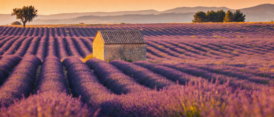 Beautiful panoramic view of a blooming lavender field in Provence, France, with a rustic stone hut at sunset. Golden hour light illuminates purple rows, distant mountains, and a peaceful horizon.