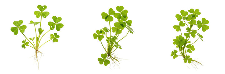 Marsilea hirsuta aquarium plant isolated on white background, tropical freshwater planted tank, low light aquarium greenery, fast-growing creeping foreground aquatic plant, aquascaping aquatic fern, M