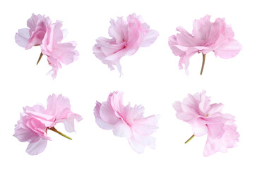 Spring sakura blossom. Flowers with pink petals isolated on white, set