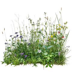 Isolated patch of wildflowers and grass on transparent background, suitable for nature compositions, landscaping design, and creative projects