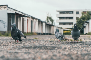 Grupa gołębi na żwirowym podłożu przed rzędem garaży i blokiem mieszkalnym. Autentyczny miejski pejzaż, przyroda w mieście i industrialny klimat w pochmurny dzień.
