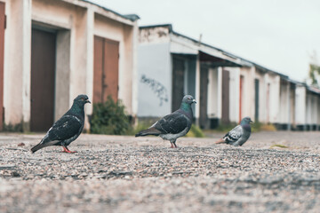 Grupa gołębi na żwirowym podłożu przed rzędem garaży i blokiem mieszkalnym. Autentyczny miejski pejzaż, przyroda w mieście i industrialny klimat w pochmurny dzień.