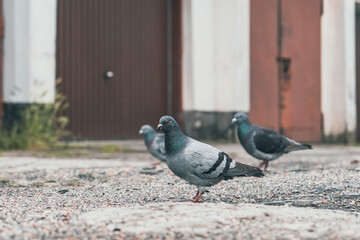 Grupa gołębi na żwirowym podłożu przed rzędem garaży i blokiem mieszkalnym. Autentyczny miejski pejzaż, przyroda w mieście i industrialny klimat w pochmurny dzień.