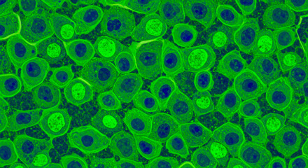 Fluorescent microscopic image of healthy human cells showing bright green cytoplasm and distinct dark blue nuclei, ideal for biological and medical research.