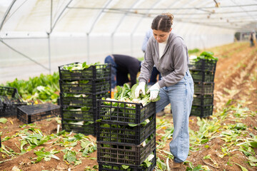 Focused young girl picking chard leaves with a group of diverse workers in background