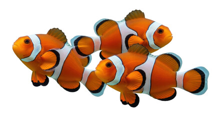 Isolated Clownfish Group Together Swimming Freely, Tropical Saltwater Fish in a School, Orange and White