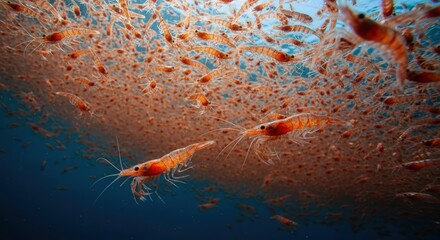 Vivid Underwater Scene with Swarm of Bright Orange Shrimp and Blue Ocean Background