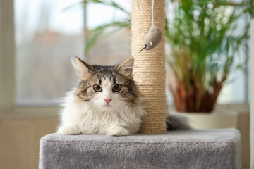 Fluffy cat playing with toy mouse and scratching post