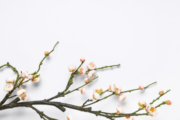 Branch of beautiful artificial cherry blossom on white background