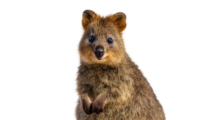 Isolated cute quokka looking at camera with friendly smile, small Australian marsupial animal