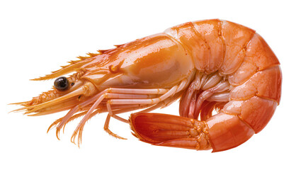 Isolated perfectly cooked fresh shrimp or prawn, a delicious gourmet seafood appetizer