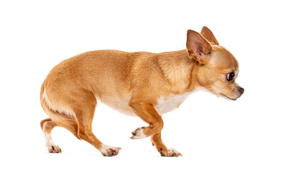 Chihuahua dog looking and walking on white background