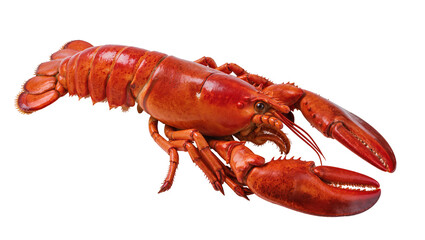 Vibrant whole cooked American lobster with large claws and segmented tail, isolated on transparent background for seafood menus and culinary designs