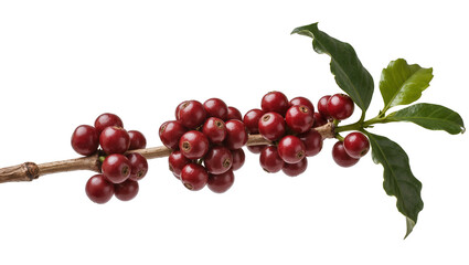 Ripe dark-red coffee cherries densely clustered along a slender woody branch showcasing vibrant green leaves, isolated on transparent background for beverage branding