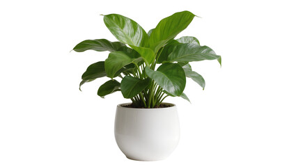 Lush green potted plant in a smooth white pot, isolated on transparent background