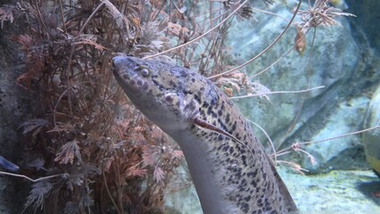 African Lungfish Close Up Underwater
