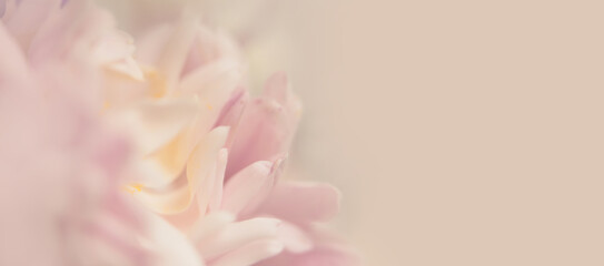 Close-up selective soft focus cream pink Flower bud, Petals. Natural smoke blur macro beige background.