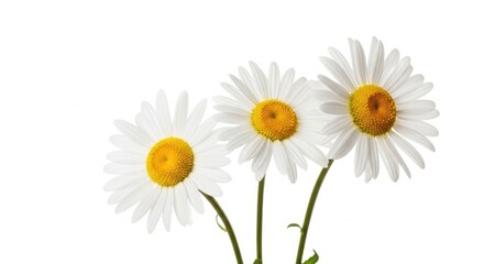 Three White Daisy Flowers with Yellow Centers on White Background, Close-up Studio Shot
