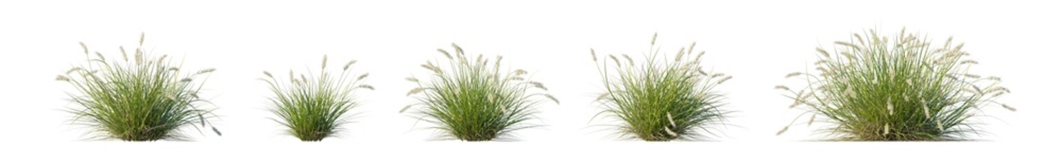 pennisetum alopecuroides 'pennstripe' (pennstripe fountain grass, variegated fountain grass) isolated PNG on a transparent background premium nature cutout