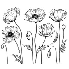 Black and white poppy flowers illustration.