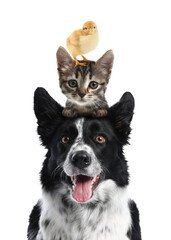 Cute cat, border collie dog and chick on white background. Animal pyramid