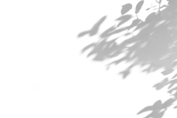 shadow overlay effects of abstract natural tree leaves shadow on wall background,Summer sunlight and shadow overlay effect,branches of a tree shadow,autumn leaves shadow,plants shadow