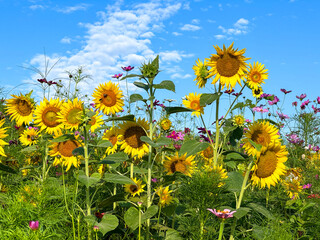 Colorful field of blooming sunflowers and wildflowers beneath a vivid blue sky with scattered clouds, capturing the beauty of summer in a natural meadow landscape. Raleigh, North Carolina