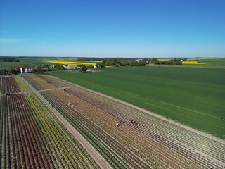 Województwo Świętokrzyskie - Polska - pola tulipanó w rozkwicie, piękne kolory i krajobraz wiejski zdjęcie wykonane dronem z powietrza. Tulipany, pola, drogi, niebo, krajobraz wiejski