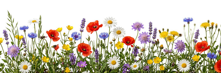 Wildflower meadow border with poppies and daisies on transparent background