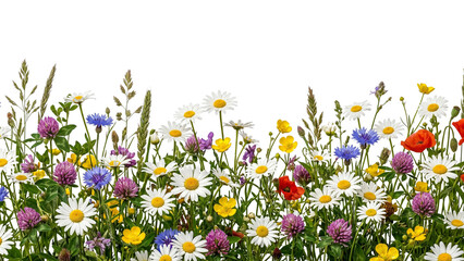 Wildflower meadow border with daisies and poppies on transparent background