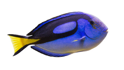 Vibrant blue tang fish with yellow tail, isolated on transparent background