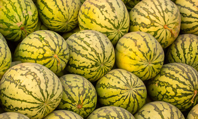 Juicy Asian watermelons. A large pile of ripe watermelons lies in a field in the sunset light. A close-up of many watermelons.