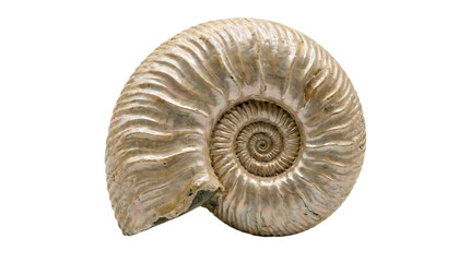 Detailed close-up of an ancient ammonite fossil, showcasing its intricate spiral pattern and preserved natural history on a clean background