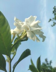 White Tagar Flower with Blue Sky Background
