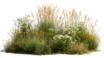 Wild meadow grasses and wildflowers isolated on white background