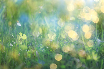 bokeh grass and flowers, summer nature background, blurred sun glare on fields of meadow flowers and fresh grass