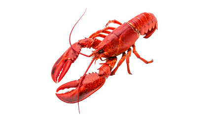A large fresh raw whole red lobster crustacean seafood delicacy isolated on transparent background cut out