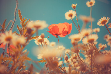 Detailed horizontal shot of vibrant red poppies with dew or water drops on petals. Dreamy vintage aesthetic with beautiful bokeh and golden light, nostalgic summer nature illustration.