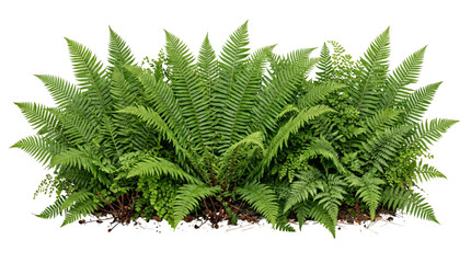 Lush green fern plant foliage isolated on transparent background