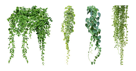 Set of green leaves from Javanese treebine or grape ivy (Cissus spp.), a jungle vine and hanging ivy plant bush foliage, isolated on a white background with a clipping path