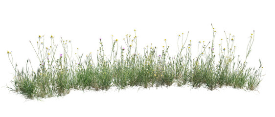 Wild grass and flowers isolated on transparent background