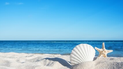 sea shells and starfish on the beach